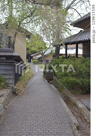 Walking path in spring 歩行者専用の散歩の小道(小径・小路),早春の新緑の季節 Walking path in spring 歩行者専用の散歩の小道(小径・小路),早春の新緑の季節 129615599