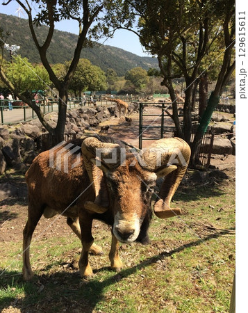 ムフロン 129615611