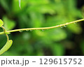 連なる雫 129615752
