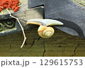 カタツムリ 129615753