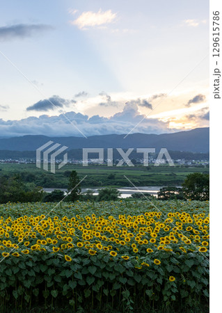 ひまわり畑と夏の夕暮れの空（縦） 129615786