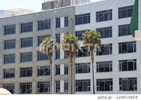 ヤシの木とビルのあるサンフランシスコの街並みの風景 129615854