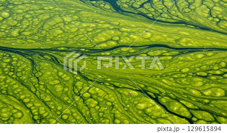 Aerial View of Vibrant Green Wetland Patterns with Meandering Channels 129615894