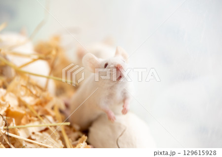 巣から顔を出すハツカネズミ 129615928