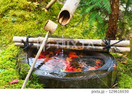 大原 宝泉院 宝楽園の美しい紅葉の手水鉢(京都府京都市左京区) 大原 宝泉院 宝楽園の美しい紅葉の手水鉢(京都府京都市左京区) 129616030
