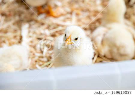 たくさんのヒヨコ たくさんのヒヨコ 129616058