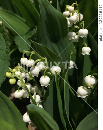 白いスズランの花 白いスズランの花 129616110