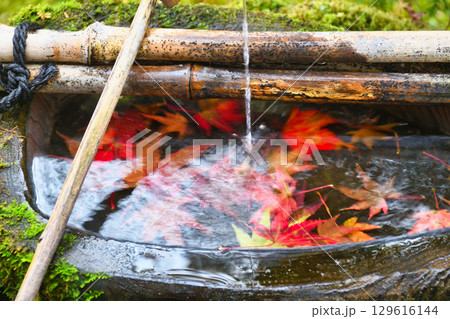 大原 宝泉院 宝楽園の美しい紅葉の手水鉢(京都府京都市左京区)  大原 宝泉院 宝楽園の美しい紅葉の手水鉢(京都府京都市左京区)  129616144