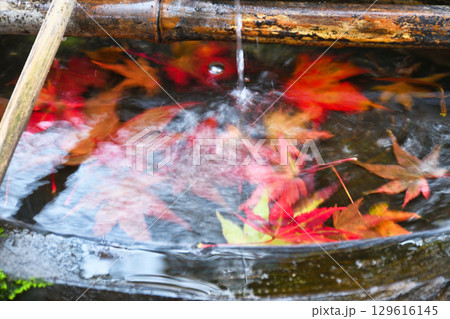 大原　宝泉院　宝楽園の美しい紅葉の手水鉢（京都府京都市左京区）　 129616145