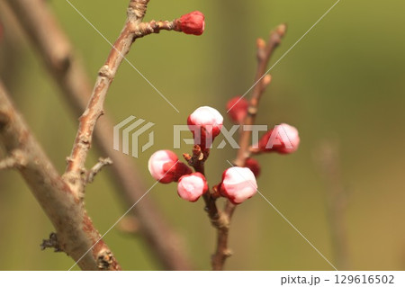 春の訪れを告げる杏子の花 春の訪れを告げる杏子の花 129616502