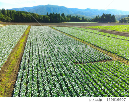 夏の北海道乙部町でキャベツ畑の風景を空撮 夏の北海道乙部町でキャベツ畑の風景を空撮 129616607