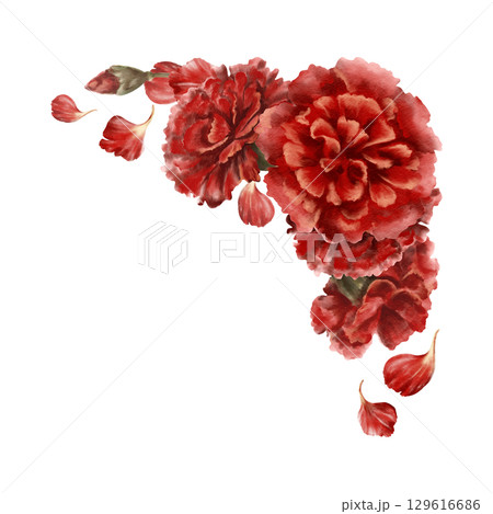 Red carnation flower,buds,petals in corner frame as a symbol of mothers day,love,passion,valentine's day confessions.Isolated Watercolor hand-drawn illustration as element for card,banner 129616686