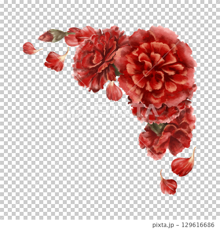 Red carnation flower,buds,petals in corner frame as a symbol of mothers day,love,passion,valentine's day confessions.Isolated Watercolor hand-drawn illustration as element for card,banner 129616686