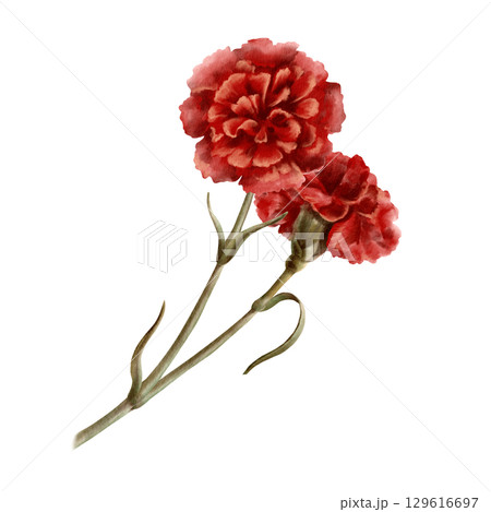 Two red carnations flowers as a symbol who died in the world war,respect and congratulations to veterans on the day of remembrance and mourning.Isolated Watercolor illustration in vintage style 129616697