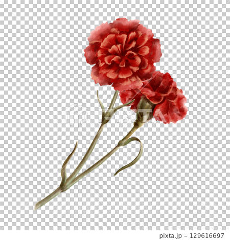 Two red carnations flowers as a symbol who died in the world war,respect and congratulations to veterans on the day of remembrance and mourning.Isolated Watercolor illustration in vintage style 129616697