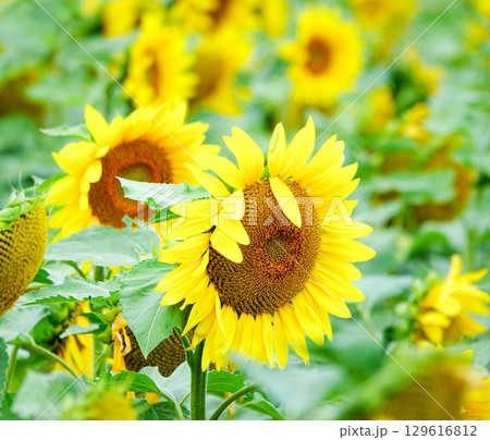 夏の北海道を彩る元気いっぱいなひまわり畑 129616812