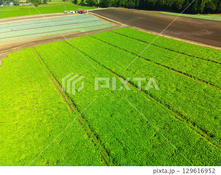 夏の北海道乙部町でカボチャ畑の風景を空撮 129616952