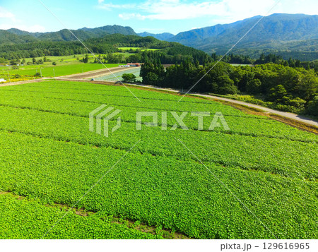 夏の北海道乙部町でカボチャ畑の風景を空撮 129616965