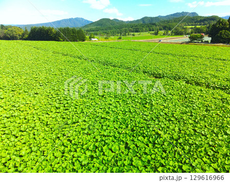 夏の北海道乙部町でカボチャ畑の風景を空撮 129616966