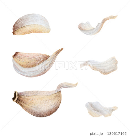 Garlic cloves and husks watercolor illustration set isolated on white. Hand drawn raw vegetable parts with skins and peels for kitchen, spicy food and culinary designs 129617165