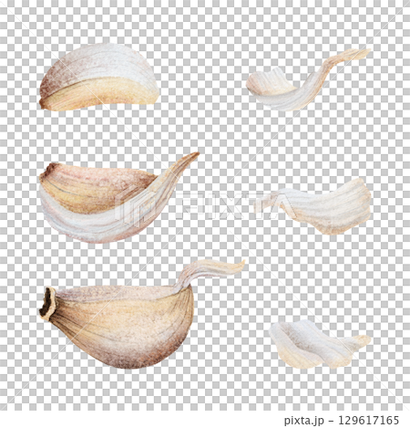 Garlic cloves and husks watercolor illustration set isolated on white. Hand drawn raw vegetable parts with skins and peels for kitchen, spicy food and culinary designs 129617165