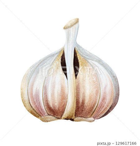 Garlic half bulb watercolor illustration isolated on white. Hand drawn realistic vegetable clip art in simple style and gray pink colors for spices, traditional medicine recipes and culinary designs 129617166