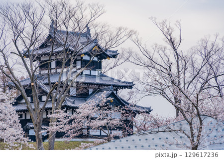 【新潟県】桜が咲いた高田城址公園 129617236