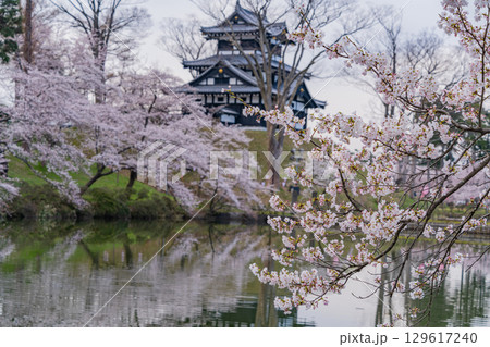 【新潟県】桜が咲いた高田城址公園 129617240