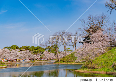 【新潟県】桜が咲いた高田城址公園 129617246