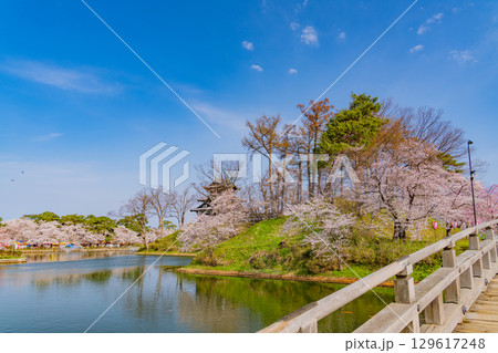 【新潟県】桜が咲いた高田城址公園 129617248