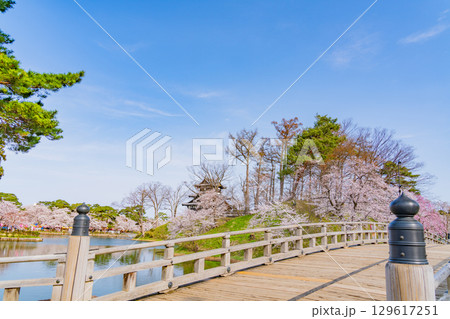 【新潟県】桜が咲いた高田城址公園 129617251