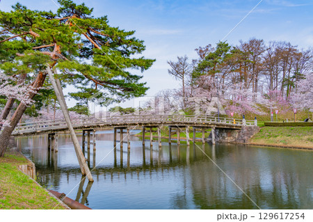 【新潟県】桜が咲いた高田城址公園 129617254