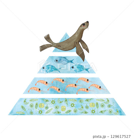 Food pyramid with a seal at the top, then fish, krill, phytoplankton. Ecological emblem for the day of pinnipeds for a poster, children's books, print. Biology, ecology, animals, ocean, heart, love 129617527