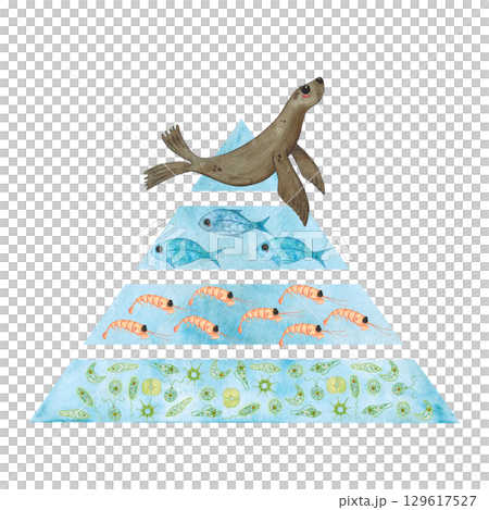 Food pyramid with a seal at the top, then fish, krill, phytoplankton. Ecological emblem for the day of pinnipeds for a poster, children's books, print. Biology, ecology, animals, ocean, heart, love 129617527