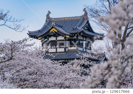 【新潟県】桜が咲いた高田城址公園 【新潟県】桜が咲いた高田城址公園 129617666