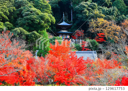 【京都府】永観堂の多宝塔と紅葉 【京都府】永観堂の多宝塔と紅葉 129617753