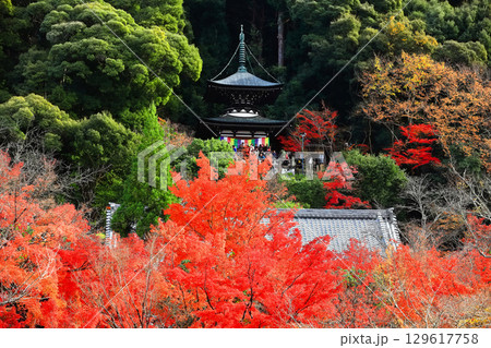 【京都府】永観堂の多宝塔と紅葉 129617758