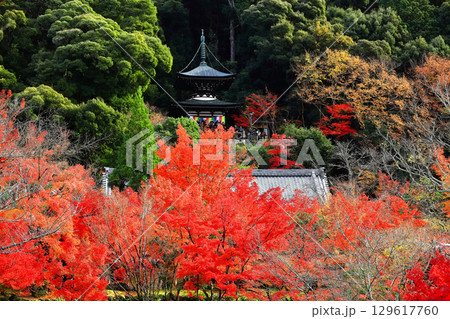 【京都府】永観堂の多宝塔と紅葉 【京都府】永観堂の多宝塔と紅葉 129617760