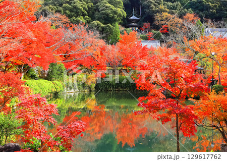 【京都府】永観堂の多宝塔と紅葉 129617762