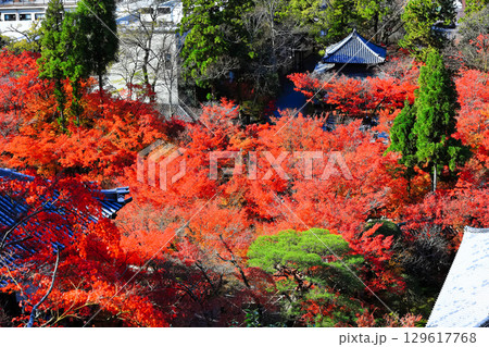 【京都府】永観堂の紅葉(多宝塔からの眺望) 【京都府】永観堂の紅葉(多宝塔からの眺望) 129617768