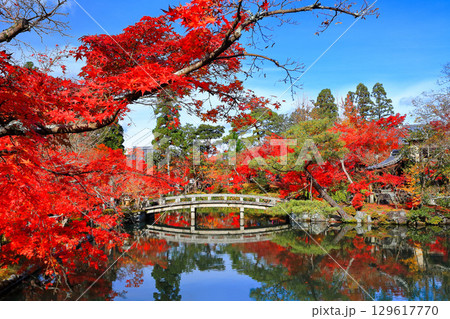 【京都府】永観堂の放生池の紅葉 【京都府】永観堂の放生池の紅葉 129617770