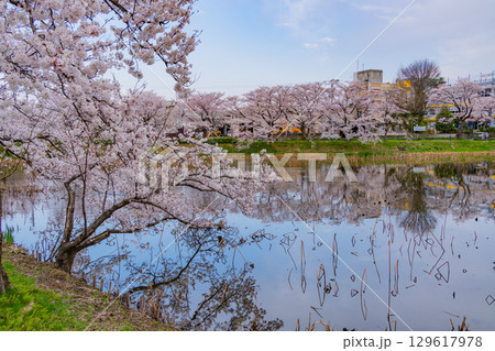 【新潟県】桜が咲いた高田城址公園のお堀 129617978