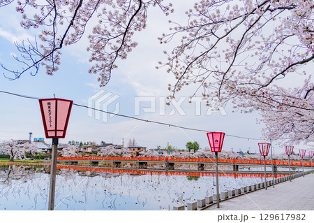 【新潟県】桜が咲いた高田城址公園のお堀 【新潟県】桜が咲いた高田城址公園のお堀 129617982
