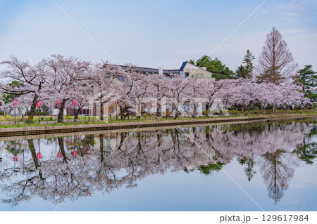 【新潟県】桜が咲いた高田城址公園のお堀 129617984