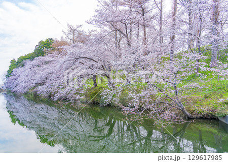 【新潟県】桜が咲いた高田城址公園のお堀 【新潟県】桜が咲いた高田城址公園のお堀 129617985