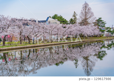 【新潟県】桜が咲いた高田城址公園のお堀 【新潟県】桜が咲いた高田城址公園のお堀 129617986