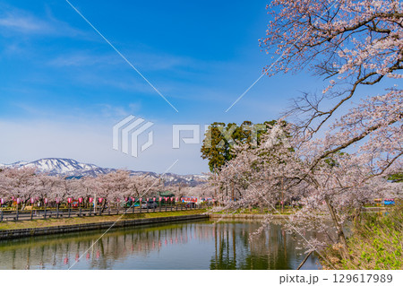 【新潟県】桜が咲いた高田城址公園のお堀 129617989