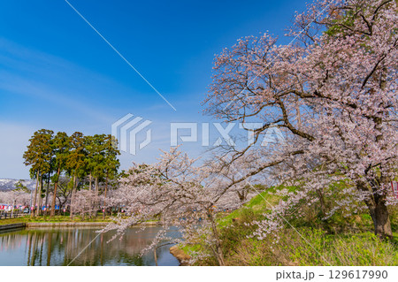 【新潟県】桜が咲いた高田城址公園のお堀 129617990