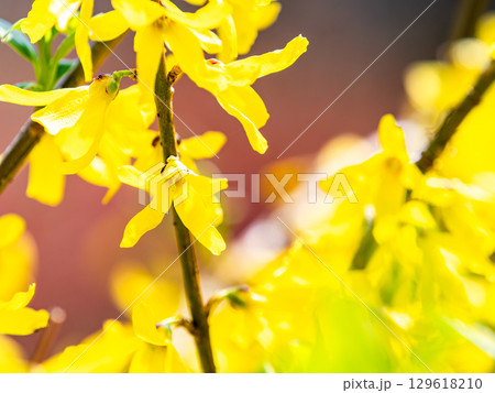 春の日差しに輝く、レンギョウの花 129618210