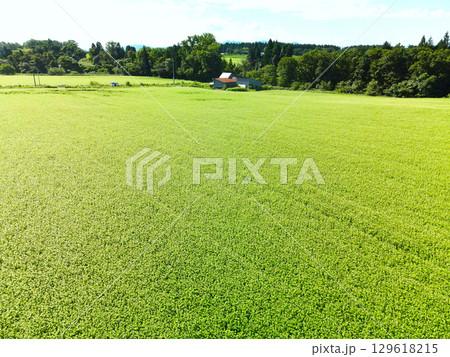 夏の北海道乙部町で花が咲き始めた蕎麦畑の風景を空撮 129618215